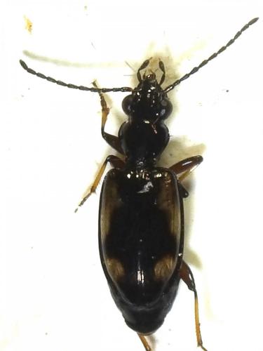 Réf. 233 567 : Bembidion callosum